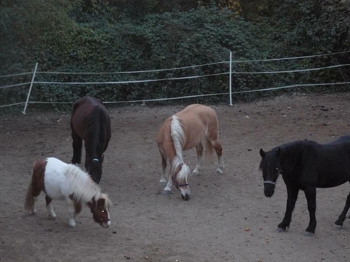 הוילה Lucéram La Ferme Des Cailletiers Chez Marco מראה חיצוני תמונה