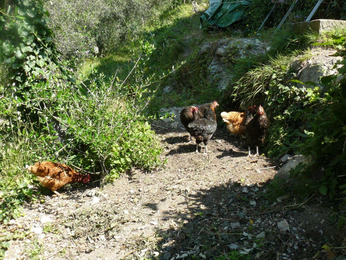 הוילה Lucéram La Ferme Des Cailletiers Chez Marco מראה חיצוני תמונה